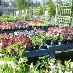 Thoughts of healthy and balanced plants for your garden center